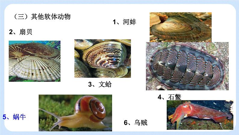 5.1.3  软体动物和节肢动物 课件08