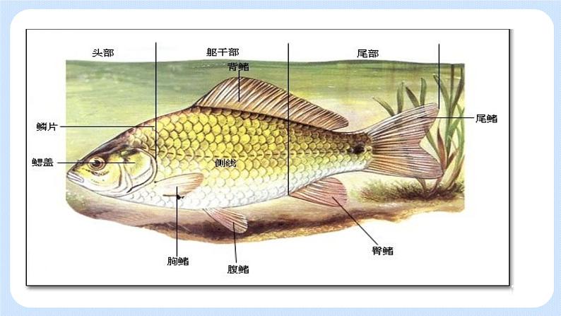 5.1.4  鱼 课件08