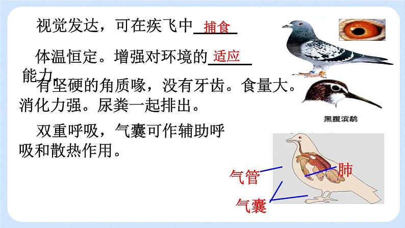 5.1.6  鸟 课件06