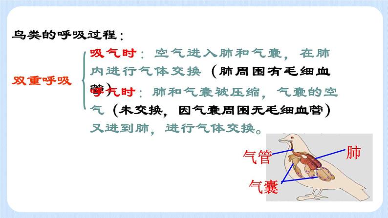 5.1.6  鸟 课件07