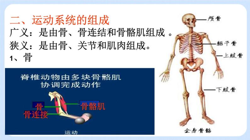 5.2.1  动物的运动 课件04