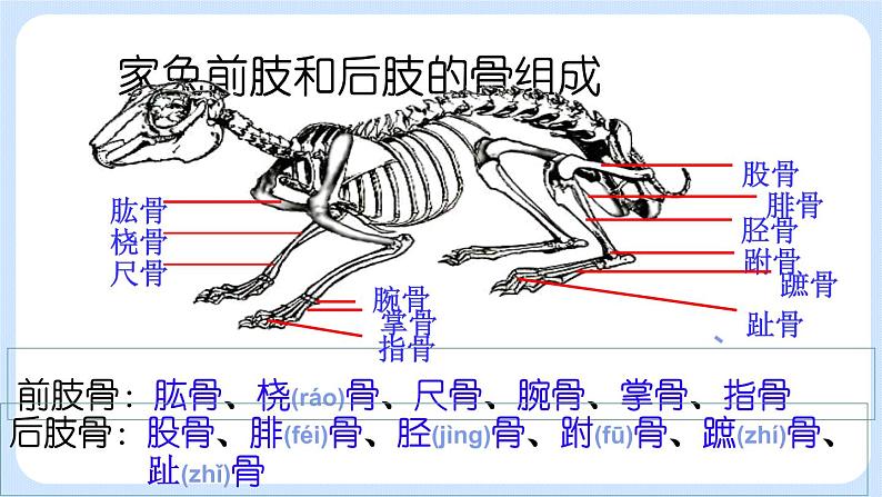 5.2.1  动物的运动 课件第5页