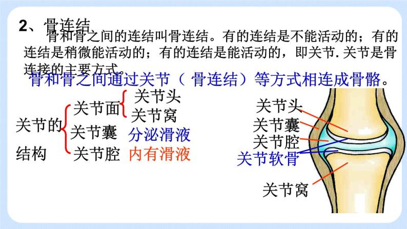 5.2.1  动物的运动 课件06