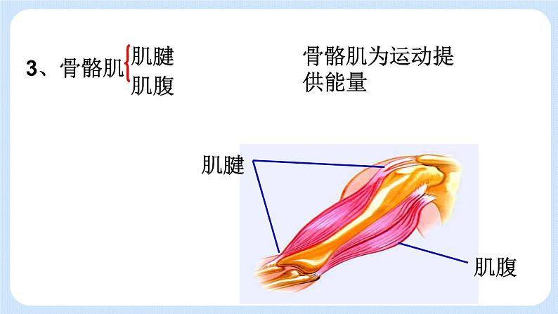 5.2.1  动物的运动 课件第7页