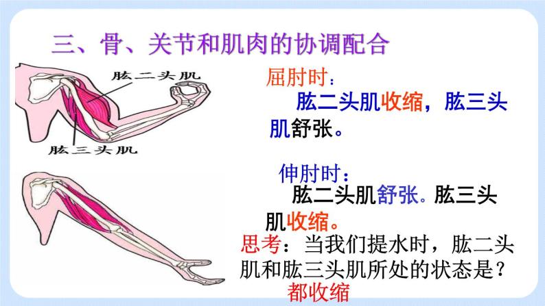 5.2.1  动物的运动 课件08