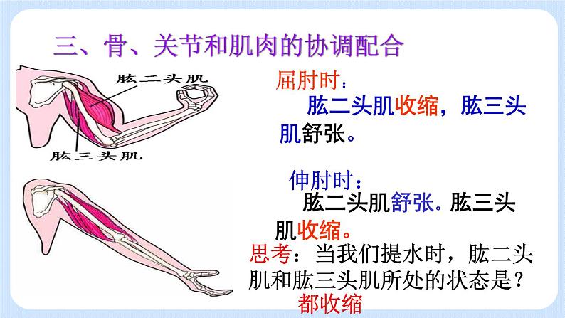 5.2.1  动物的运动 课件第8页