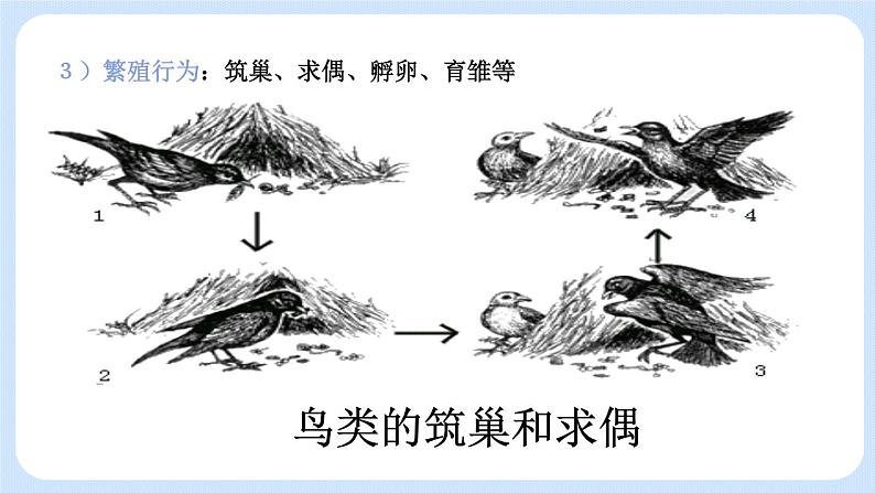 5.2.2  先天性行为和学习行为 课件07