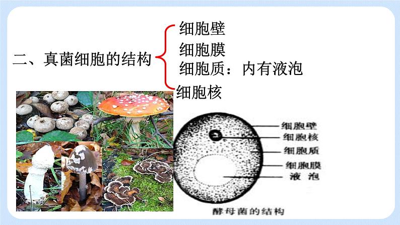 5.4.3  真菌 课件03