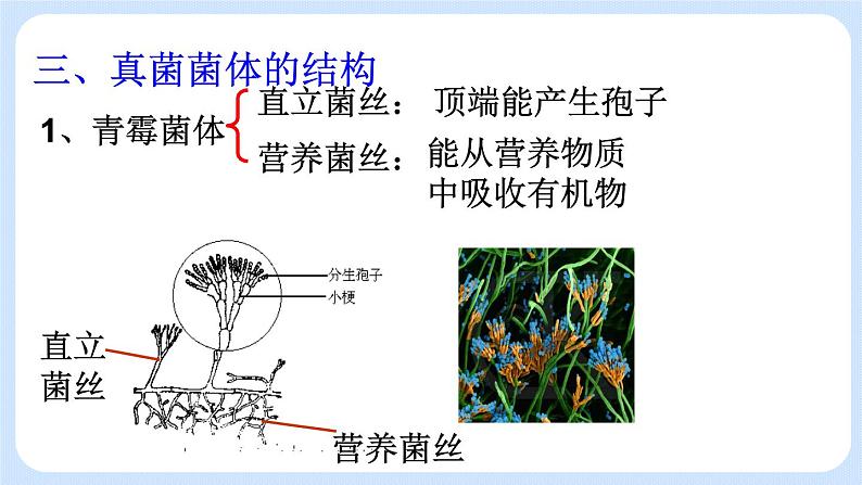 5.4.3  真菌 课件04