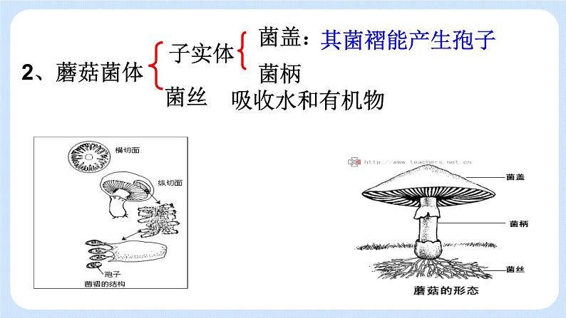 5.4.3  真菌 课件05