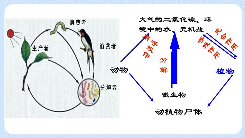 5.4.4  细菌和真菌在自然界中的作用 课件03