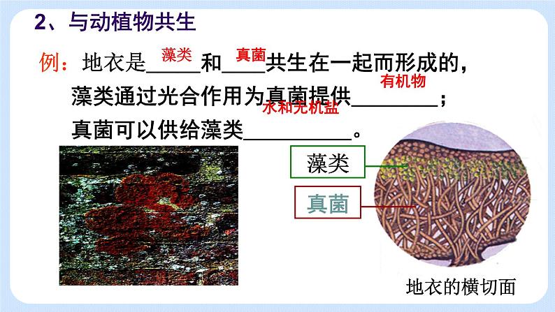 5.4.4  细菌和真菌在自然界中的作用 课件08