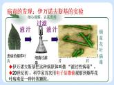 5.5  病毒 课件