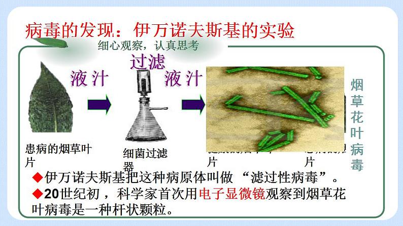 5.5  病毒 课件02