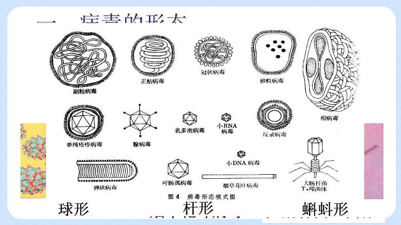 5.5  病毒 课件04