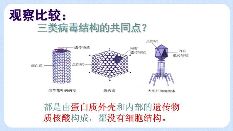 5.5  病毒 课件06