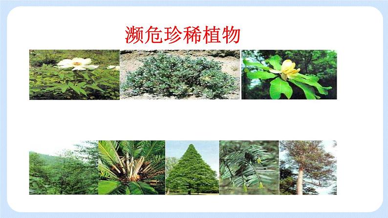 6.3  保护生物的多样性 课件05