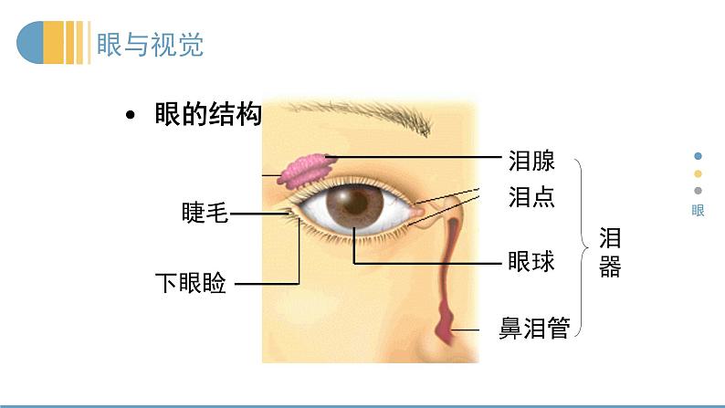 12.2感受器和感觉器官课件04