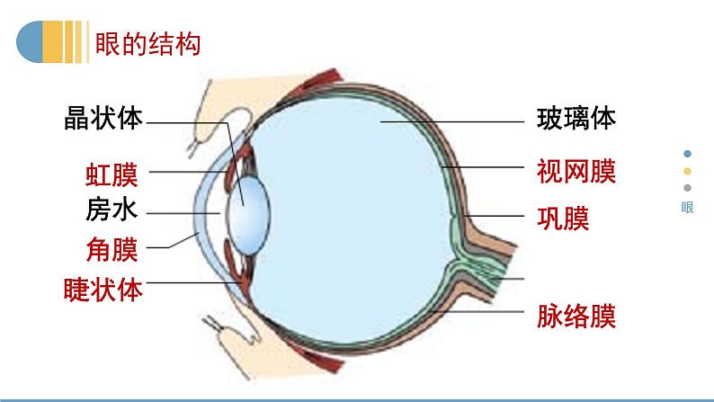 12.2感受器和感觉器官课件06