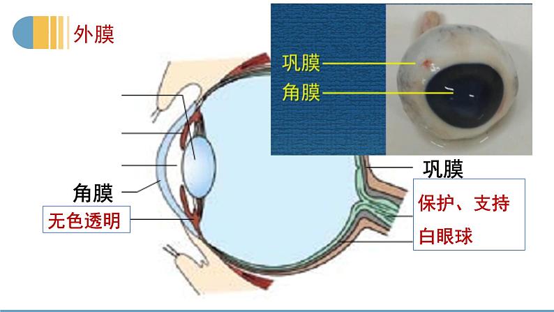 12.2感受器和感觉器官课件07