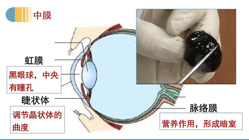 12.2感受器和感觉器官课件08