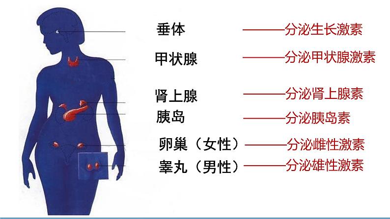 12.3激素调节课件05