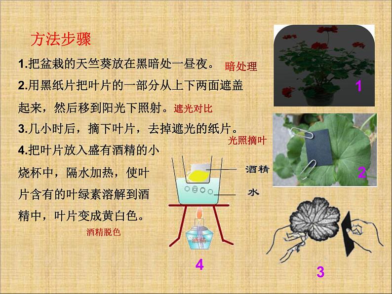 第四章  绿色植物是生物圈中有机物的制造者课件PPT第7页