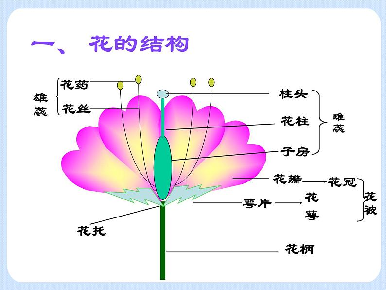 4.1 《植物——花的结构和植物的繁殖》 课件第2页