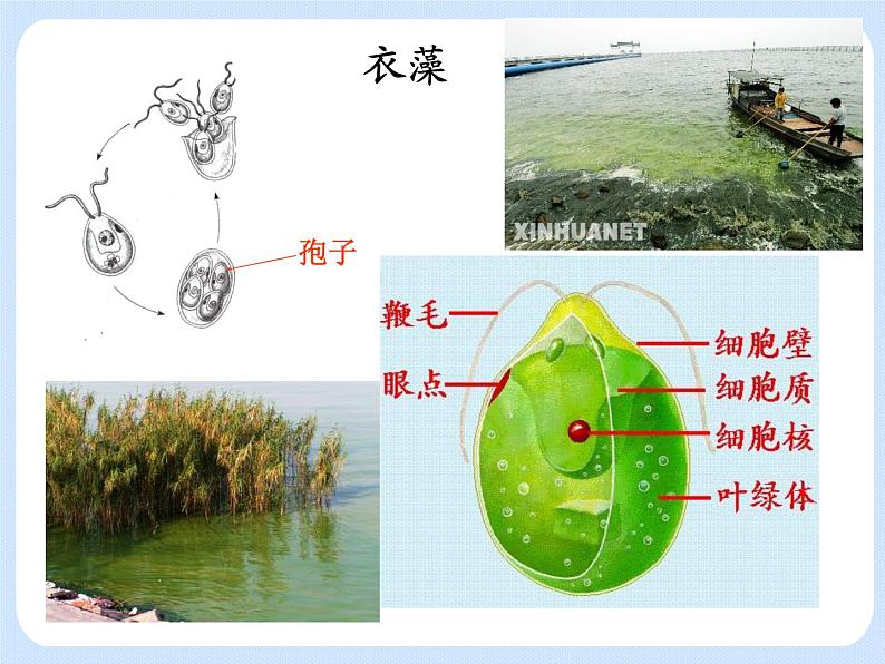 4.1.1《植物——植物的基本类群》 课件第5页