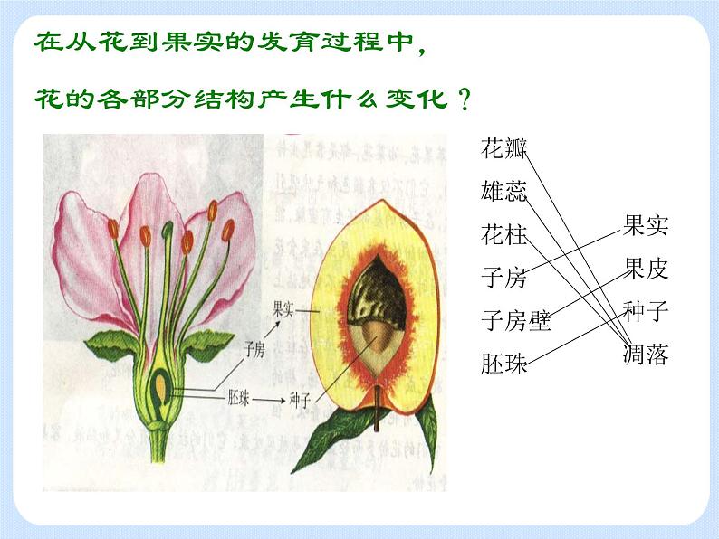 4.1《 植物——解剖并观察花和果实的结构》（实验） 课件06