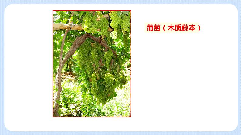 4.1《植物----我们身边的植物 》课件第7页