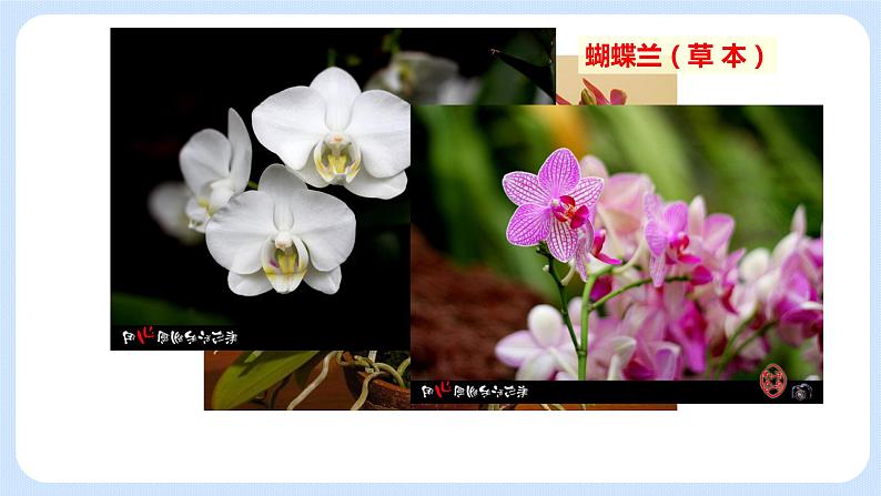 4.1《植物----我们身边的植物 》课件第8页