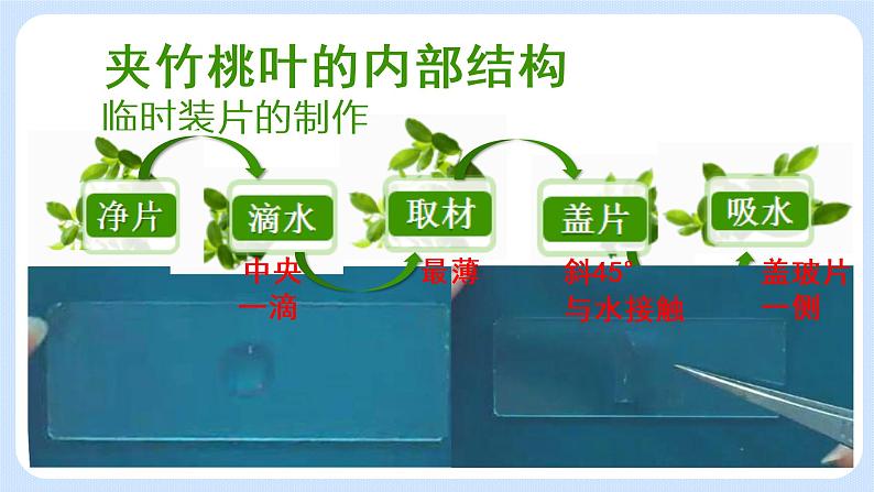 4.1《植物——制作并观察叶片的装片》（实验） 课件06