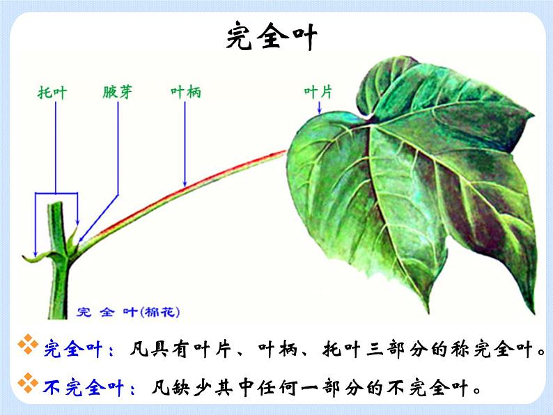 4.1《植物——叶的结构与功能》 课件第4页