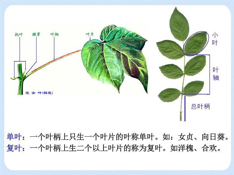 4.1《植物——叶的结构与功能》 课件第5页