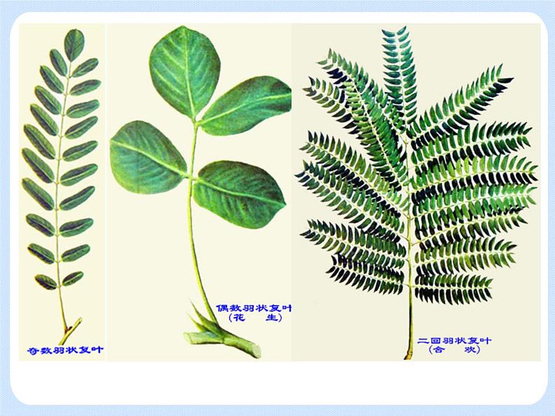 4.1《植物——叶的结构与功能》 课件第6页