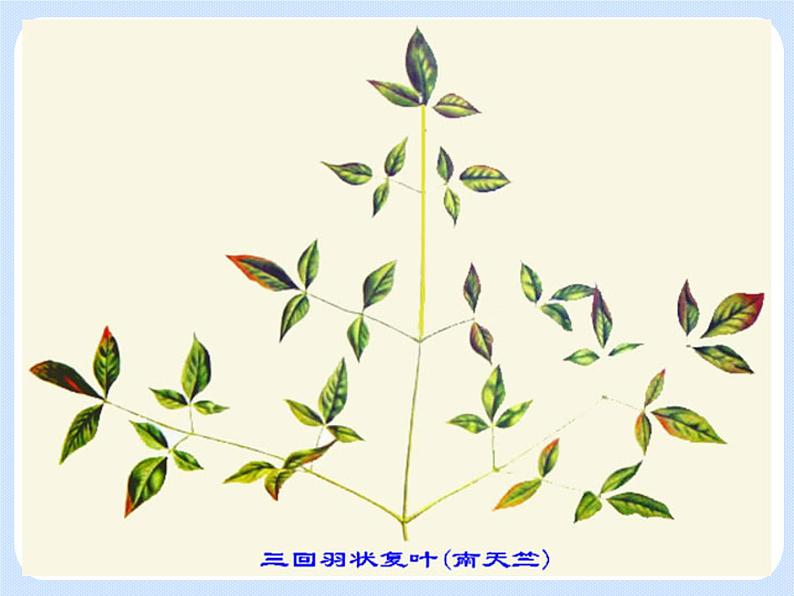 4.1《植物——叶的结构与功能》 课件第7页