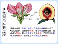 沪教版八年级下册 生命科学第一节 植物优质ppt课件