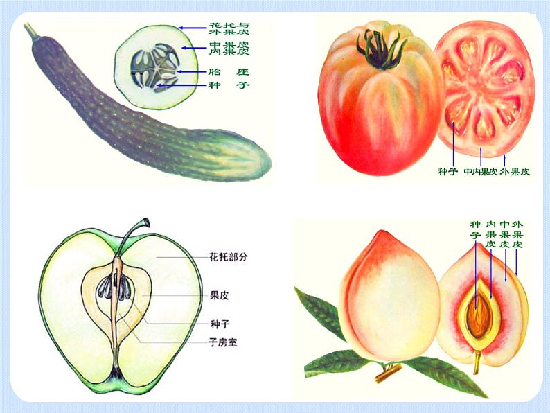 4.1《植物——果实的结构与类型》 课件第3页