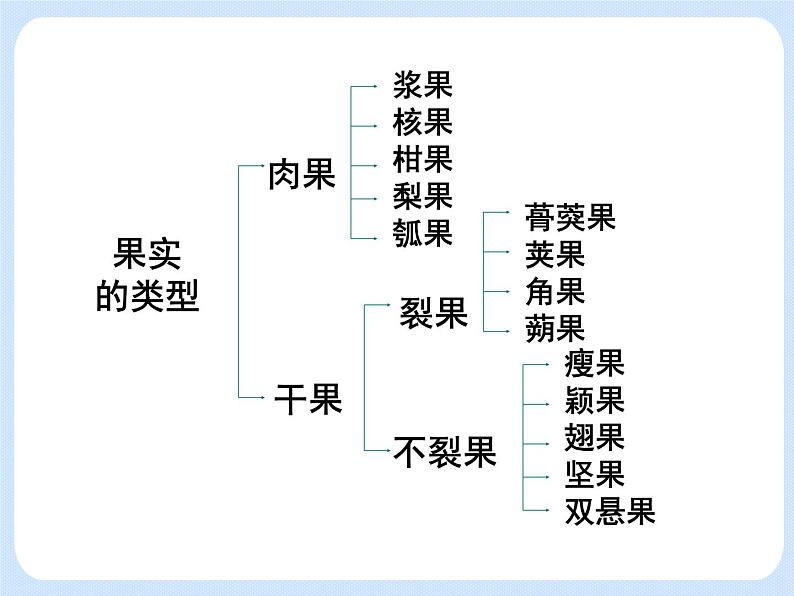 4.1《植物——果实的结构与类型》 课件第7页