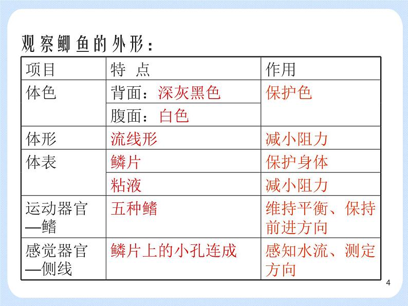 4.2《 动物——观察和解剖鲫鱼》（实验） 课件04