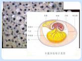 4.2《动物——两栖类、爬行类》 课件