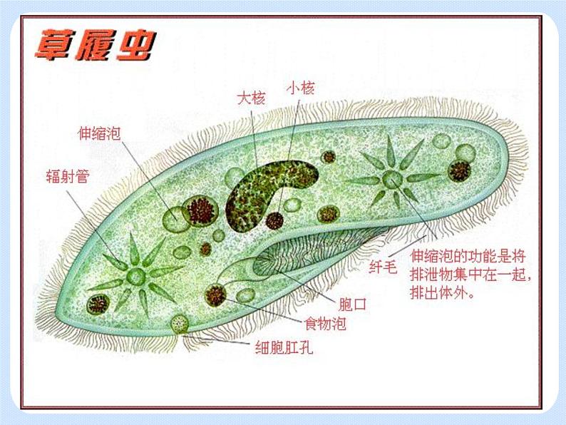 4.2《动物——原生动物、腔肠动物》 课件第5页