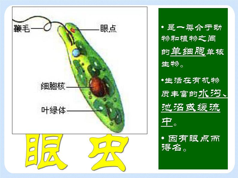 4.2《动物——原生动物、腔肠动物》 课件第6页