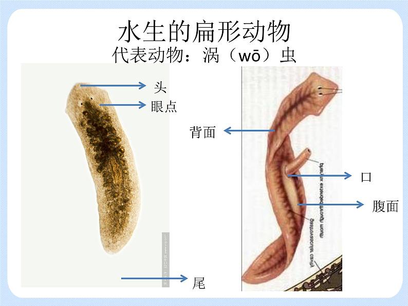 4.2《动物——扁形动物和线形动物》课件04