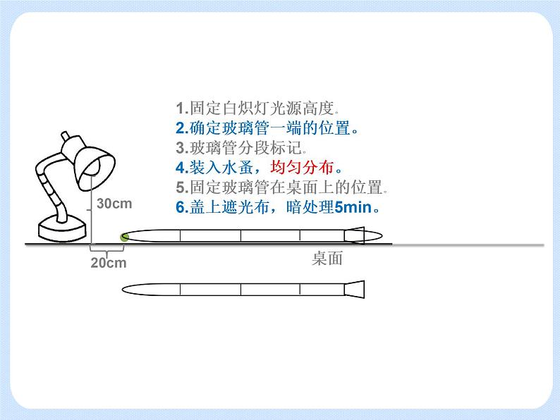 4.2《动物——探究水蚤对光照强度的反应》（实验） 课件06