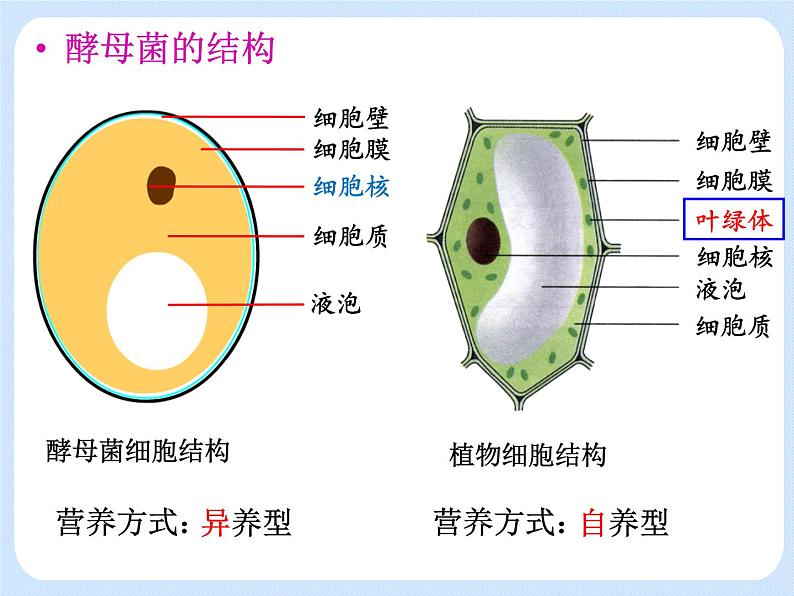 4.3《 微生物——真菌》课件08