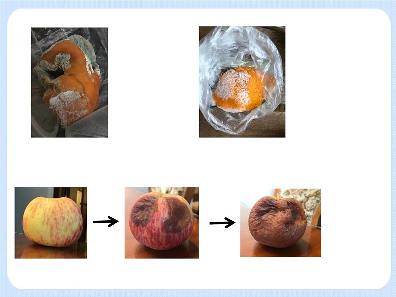 4.3《微生物——培养、观察青霉和酵母菌》（实验）课件03