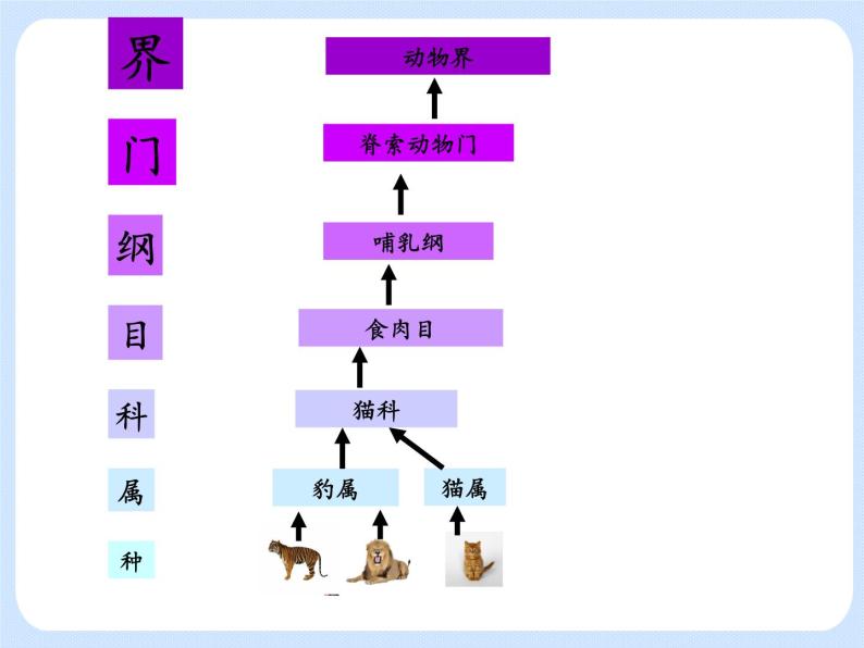 生物八年级下册 生命科学第4章 生物的类群第四节 生物的分类精品ppt课件-教习网|课件下载