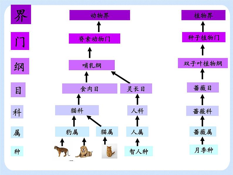 4.4 《生物的分类——分类的阶元 》课件07